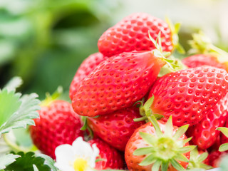 Fresh organic strawberries organic from natural farms, safe from toxins