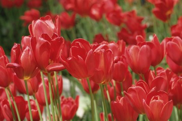 Obraz premium red tulips in the garden