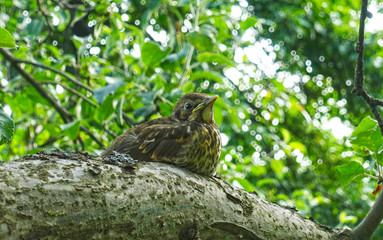A young bird the blackbird sits on a tree among the leaves