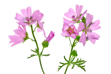 Malva vulgaris