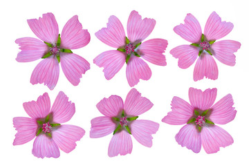 Malva vulgaris