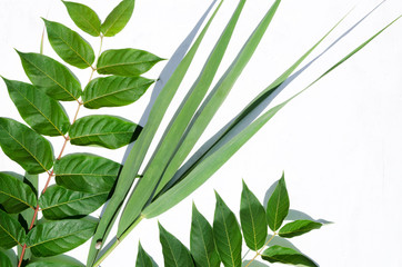 Green branches and reed on the white background