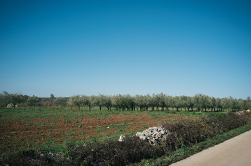 Finding hidden places in the Istria countryside, small towns and castle ruins