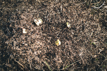 Large forest ants of red color in an ant hill dragging apple slices