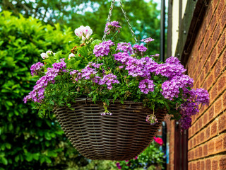 OLYMPUS DIGITAL CAMERA - FLOWER BASKET