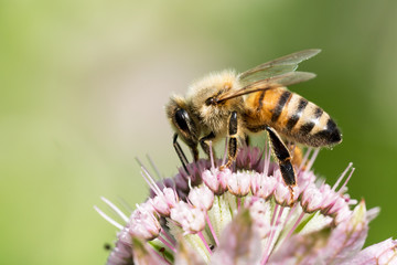 Close up side view of honey bee facing left on top of astrantia flower with blurred green background