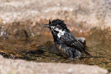 Side view of small very wet coal tit facing left sitting in a bird bath 