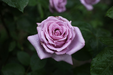 A large pale purple rose after a refreshing summer rain.