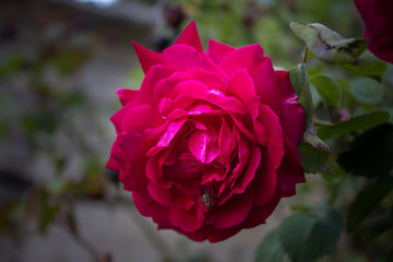 Rose rouge