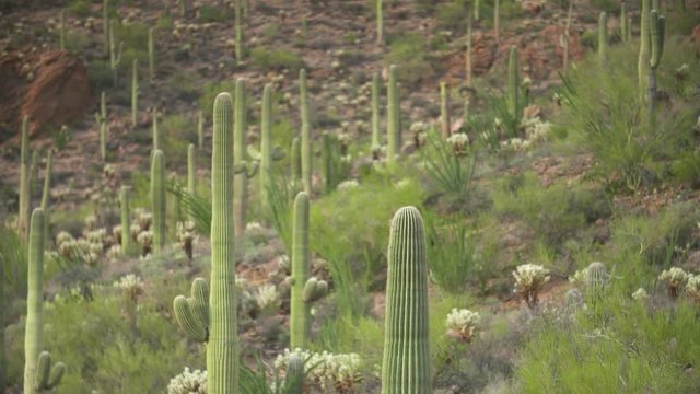 Steady, medium wide shot of saguaro and challo cactuses on a rocky hillside.