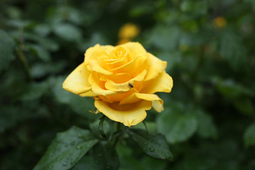 Yellow rose with a little fly on the petals.