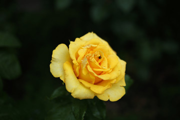 Bright, yellow rose with raindrops on the petals and a small fly, on a dark background.