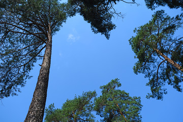 Bottom view of long pine trees and sky.