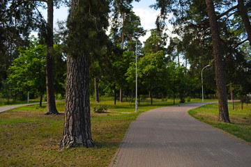 The road from the pavers in a green forest Park.