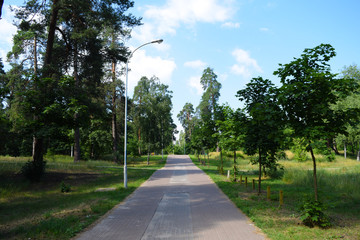 The road from the pavers in a green forest Park.