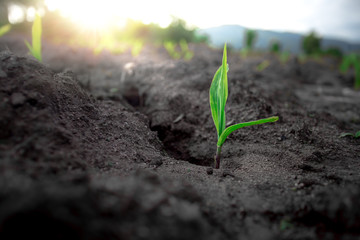 Young corn field with sunlight. agricultural concept.