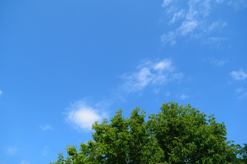 Bottom view of green foliage and blue sky.