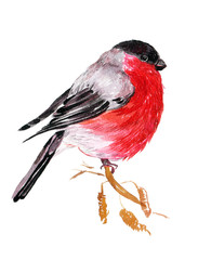 Bullfinch bird watercolor illustration on isolated white background