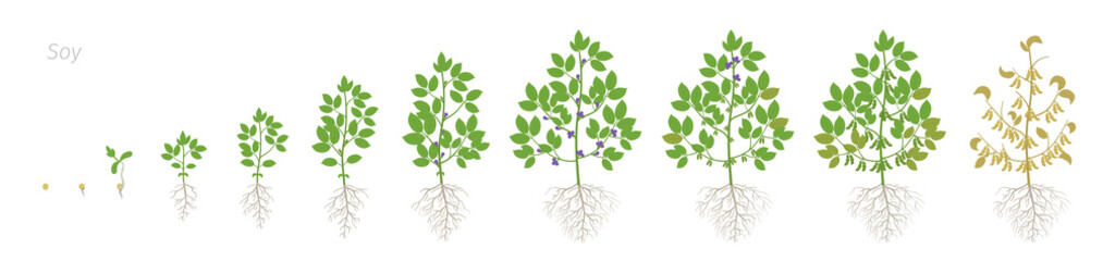 Growth stages of Soybean plant with roots. Soya bean phases set ripening period. Glycine max life cycle, animation progression.