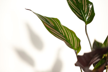 tropical leaves of Calathea on white background 
