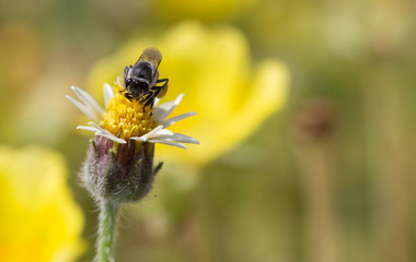 The bees find food on the yellow flowers.