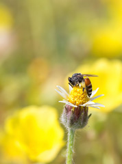 The bees find food on the yellow flowers.