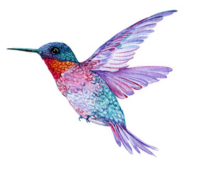 Hummingbird in flight watercolor illustration on isolated white background
