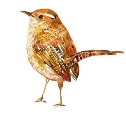 Wren bird watercolor illustration on isolated white background
