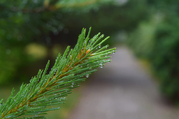 green branch of a tree