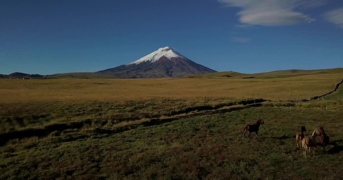 Drone flying over band of horses towards Cotopaxi Volcano near Cotopaxi National Park in Ecuador