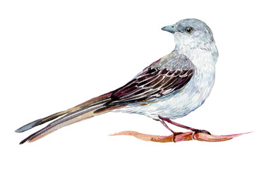 Mockingbird watercolor illustration on isolated white background