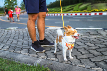 Obraz premium chihuahua dog close together to owner walking with leash outside at the park as friends