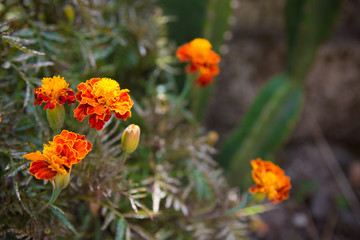 bright and colourful orange wildflowers in full bloom with blurred out background for copy space.