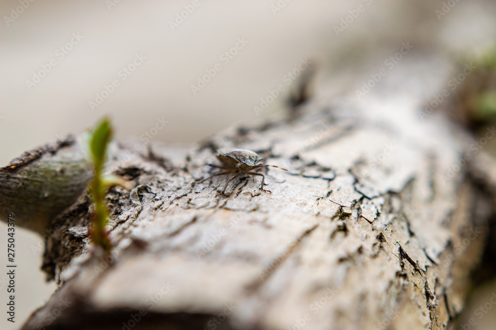 Wall mural a small bug/beetle on a log with a small twig starting to sprout from the log