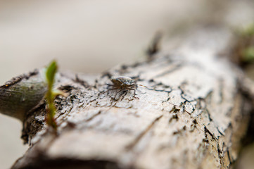 A small bug/beetle on a log with a small twig starting to sprout from the log
