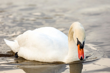 Swan in the water
