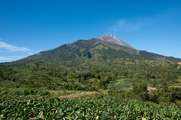 Fototapeta na wymiar Tobacco farming at the base of an active volcano in Java Indonesia