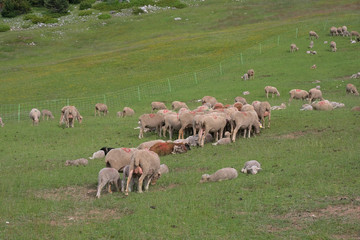 Moutons dans pré