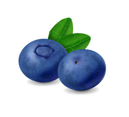 Blueberry isolated on white background. Realistic illustration