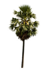 Washington Palm Tree isolated on white background with a high resolution suitable for graphic. with clipping path