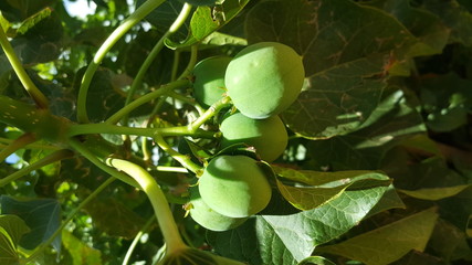 green fruits