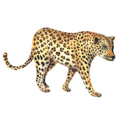 Illustration with leopard. Isolated element. Hand painted in watercolor.