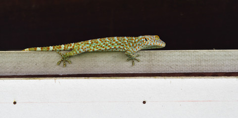 Gekko or Tokay gecko on gray wall with black background, Many orange color dots spread on blue skin...