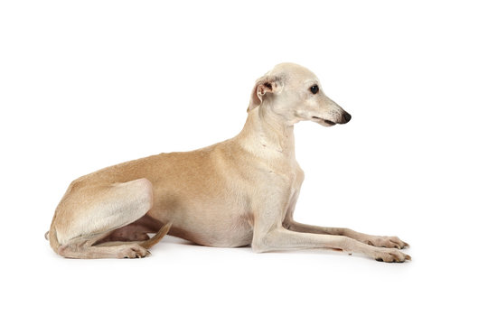 Italian Greyhound breed dog lying in the studio