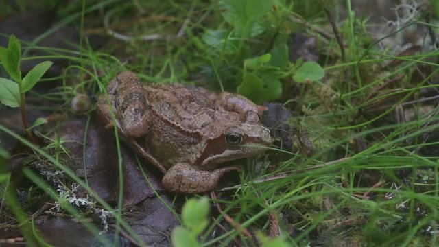Frog on the ground in the grass. Slow motion