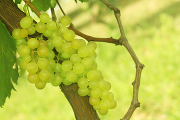 Close up bunch of fresh green grapes hanging in the vineyard.