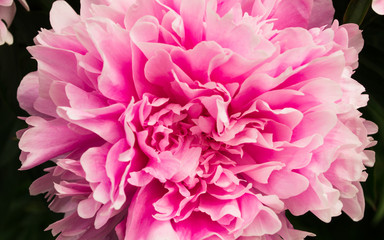 Pink peony, close up. Background for screensaver, design