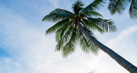 palm trees and blue sky,Summer concept background.