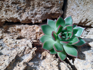succulent echeveria