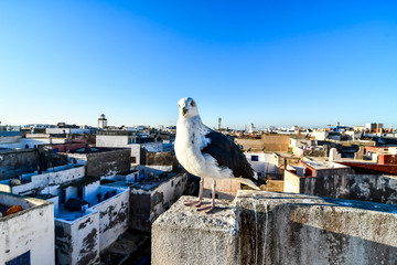 view of Essaouira City of Morocco Africa